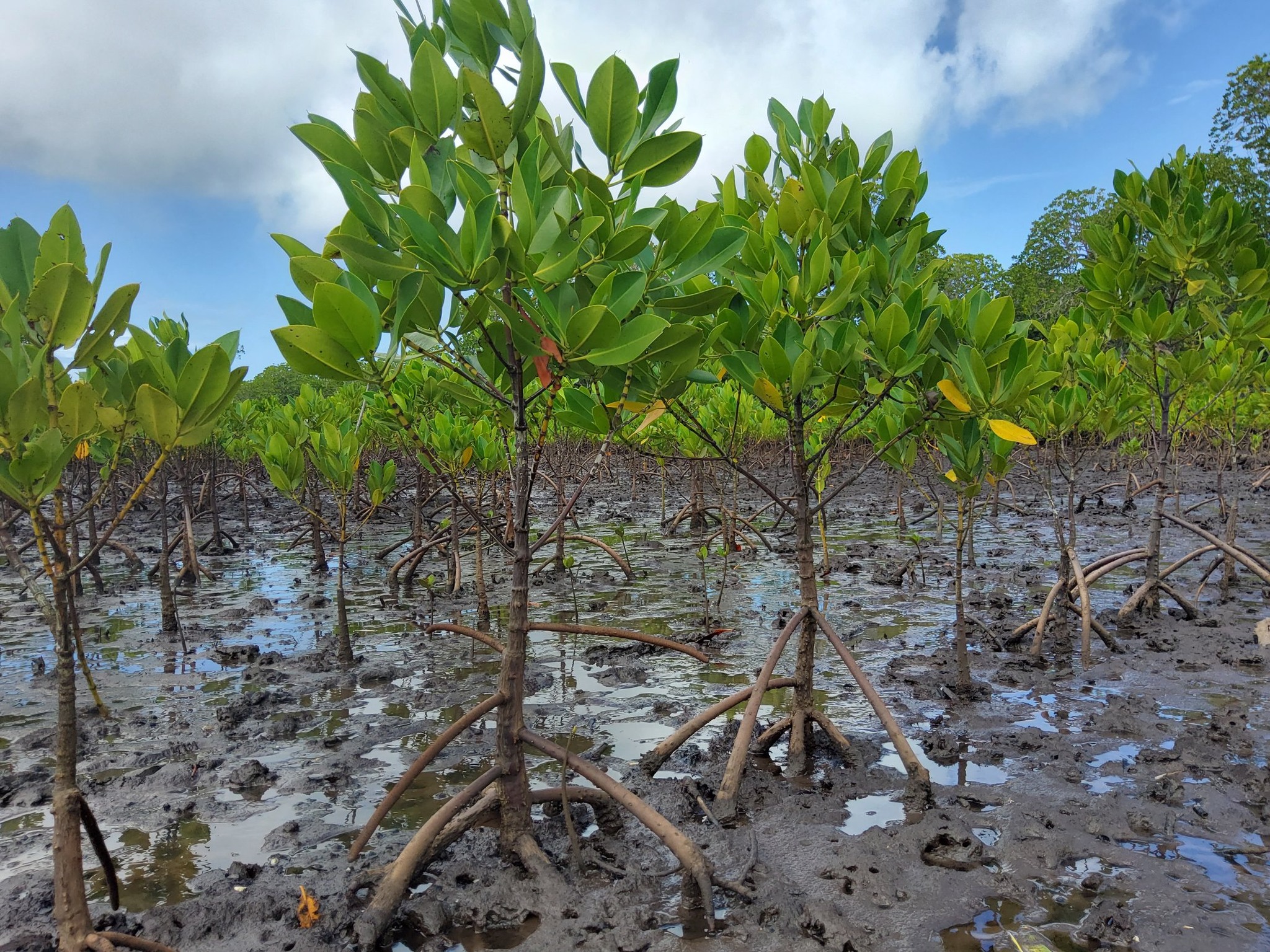 Carbon Credits